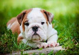 Find bulldog puppies and breeders in your area and helpful bulldog information. About English Bulldogs Puppies For Adoption Hello Puppies