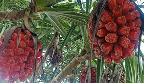 318 likes · 3 talking about this. Catat Ini Manfaat Dari Pohon Pandan Mulai Dari Akar Sampai Kulit Buahnya Deskjabar