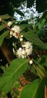 Image result for Eugenia sp. A