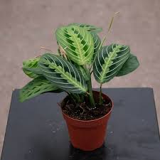 Image result for maranta