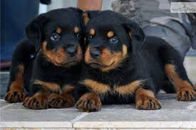 Avoid adopting a rottweiler puppy if you don't want to deal with chewing. German Rottweiler Puppies For Adoption Zoe Fans Blog Schattig Rots