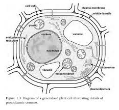 We did not find results for: Plant Cell Inclusions
