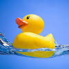 Place the duck in a lukewarm bath with mild dishwashing liquid, and wash the bird all over, always moving gently in the direction of the feather. 3