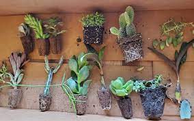 Read succulent city's take on the best soil for succulents! Planting Repotting Succulents Complete How To Guide With Pictures