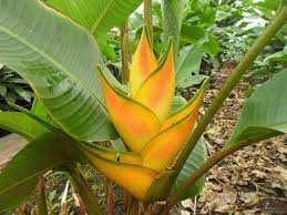 Pin On Plants