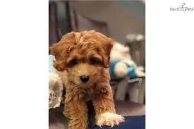 Our f1b cavapoos are a cavapoo bred to a poodle. Coco Cavapoo Puppy For Sale Near Chicago Illinois 2edbaf58 5301