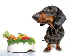 We will discuss nutritional aspects of feeding dogs. Are Vegan Or Vegetarian Diets Good For Pets