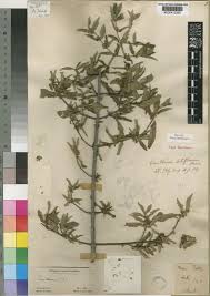 Image result for Bullockia setiflora