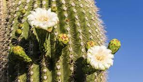 There are about 2000 types of cacti. 7 Healthy Edible Succulents One Medical