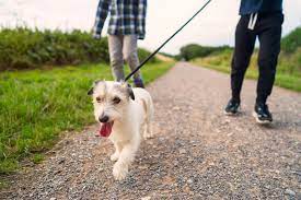 Πόσο συχνά πρέπει να περπατάτε το σκυλί σας; - Point Pet
