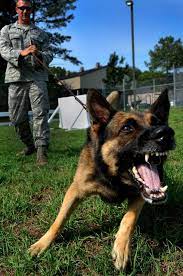 Pin On Canines