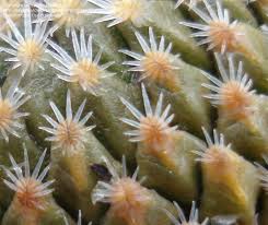 Inermis, also known as pine cone cactus, is a succulent upright shrublet that can grow up to 24 when the spines get long enough, they tend to curl and look like ribbon. Plantfiles Pictures Pelecyphora Species Peyote Peyotillo Pine Cone Cactus Pinecone Cactus Pelecyphora Strobiliformis By Cactus Lover
