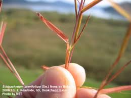Image result for Schizachyrium brevifolium