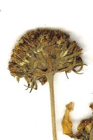 Image result for Sphaeranthus flexuosus