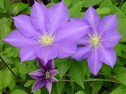 1 more photos view gallery. Clematis General Sikorski Brushwood Nursery Clematis Specialists