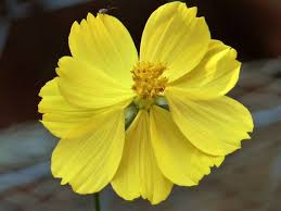 Image result for Cosmos sulphureus