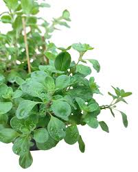 Image result for Origanum majorana