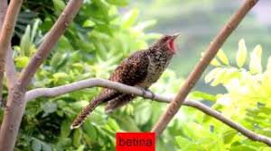 Download mp3 suara burung betina gratis, ada 14 daftar lagu suara burung betina yang bisa anda download. Suara Burung Tuwu Jantan Betina By Timkicau