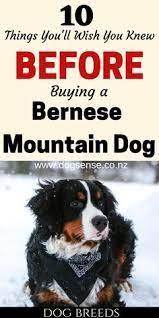 Maybe you would like to learn more about one of these? 27 Bernese Mountain Dogs Ideas In 2021 Mountain Dogs Dogs Bernese Mountain Dog