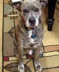 4health formulas are specifically designed to provide nutrition for optimal health for dogs and cats. Homemade Dog Food Recipe Low Protein Restless Chipotle