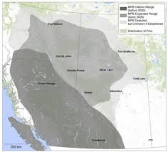 Mountain Pine Beetle Natural Resources Canada