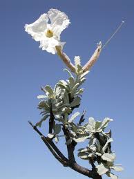 Image result for Catophractes alexandri