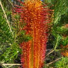 Image result for Melaleuca hypericifolia