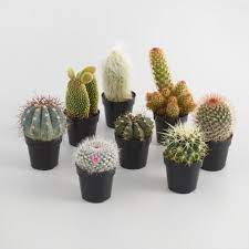 A picture or description looks wrong. 17 Of The Best Places To Buy Houseplants Online Small Cactus Plants Small Cactus Cactus Flower