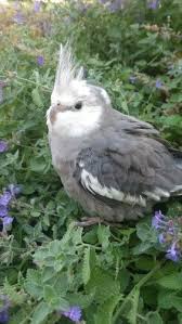 Bird And Pet Clinic Of Roseville Hours Fluffed Cockatiel In Flowers Very Cute Cute Birds Pet Birds Cockatiel