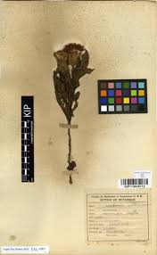 Image result for Pleiotaxis