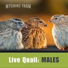Image result for quail