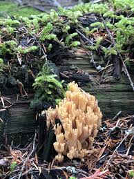 Image result for Sericorema remotiflora