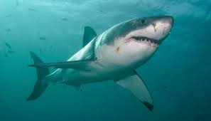 However, there have been reports of litters carrying around 17 pups. Great White Shark Smithsonian Ocean