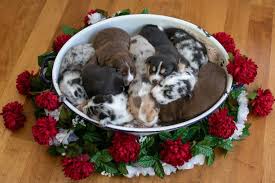 With a curious nature, dachshund puppies are ready to test your boundaries and explore their new home with you. Pin On Minneapolis Pet Photographer
