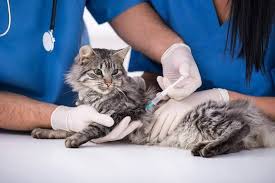 Untuk mendiagnosis kucing yang terkena cacingan bisa melihat beberapa gejala kucing terkena cacingan. Tips Vaksin Kucing Geli Geli Kucing