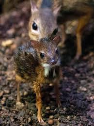Smallest Hoofed Creatures In The World Introducing The Mouse Deer Cute Animals Animals Like Animals