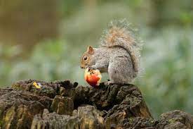 Grey Squirrel Eating A Red Apple With Bushy Tail Grey Squirrel Eating A Red App Affiliate Red Apple Eating Grey Red Apple Squirrel Recipe Images
