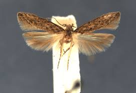 Image result for Baissea wulfhorstii