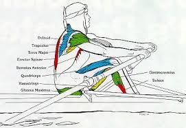Muscles Used Rowing Memes Rowing Rowing Workout