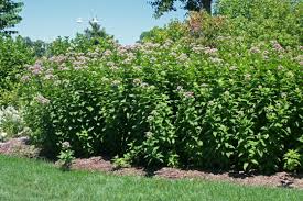 Image result for Pycreus mortonii