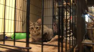 Adopt a pet today at a petsmart adoption event near you. Animal Shelter Event Highlights Need For Pet Adoptions In Tulsa