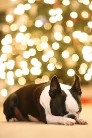 Must Get Christmas Tree Pictures Easy Photography Tutorial Christmas Tree Pictures Photo Photography Tutorials