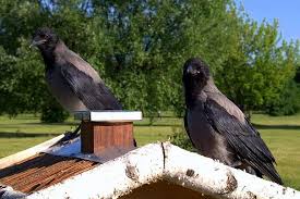 Crows are black in color and we all know that the black color has always been considered a symbol of mystery and unknown. How To Get Rid Of Crows Control Prevention Guide