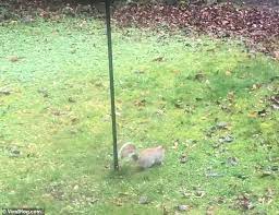 Sure enough, a squirrel approached for its midday snack, and jumped onto the pole like usual hoping. Rodent Slides Down Bird Feeder Pole After Home Owner Covers It In Oil Express Digest