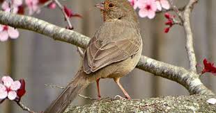 Backyard Birds Of Southern Arizona California Towhee Backyard Birds California Brown Bird