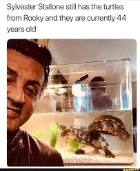 Sylvester Stallone Still Has The Turtles From Rocky And They Are Currently 44 Years Old Ifunny Funny Af Memes Fun Facts Wtf Fun Facts
