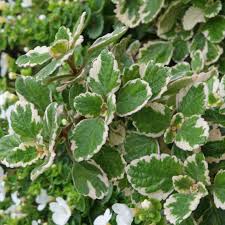 Although it is a little tougher in direct sun than some plants, it will get discolored if left in direct sun for too long. Variegated Swedish Ivy Sweden Ivy Live Plant Plectranthus Coleoides Live Outdoor Plant Partial Sun Hanging Basket Fast Grower 4 Pot Ivy Plants Plants Mint Plants