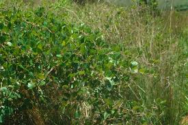 Image result for Rhoicissus tridentata