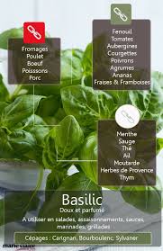 Cuisiner Avec Le Basilic Nos Idees Recettes Recettes De Cuisine Cuisine Recette