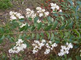 Image result for Ligustrum sinense